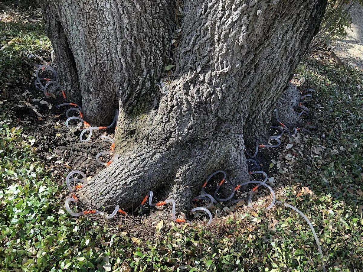 Detailed Tree Cabling and Bracing job site in Jersey Shore