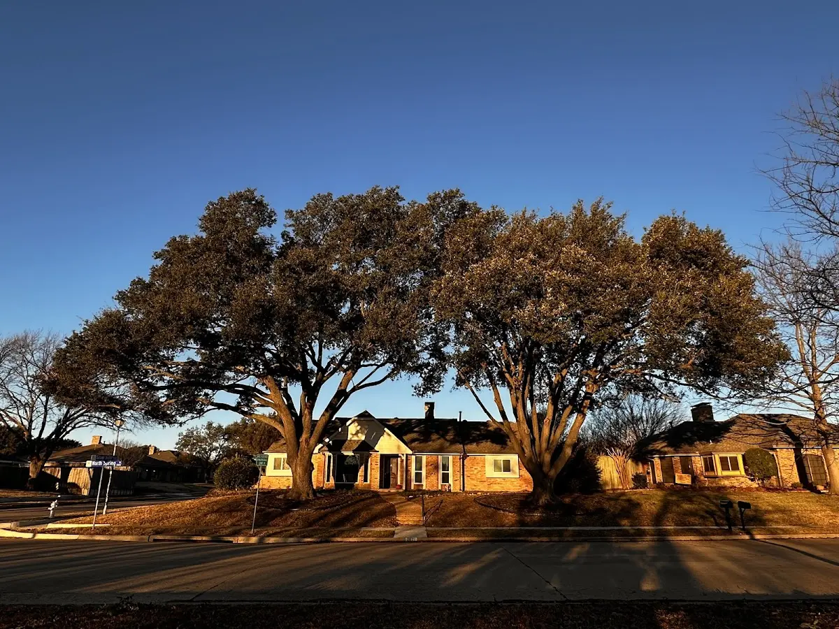 Established residential canopy tree shading a home in Jersey Shore